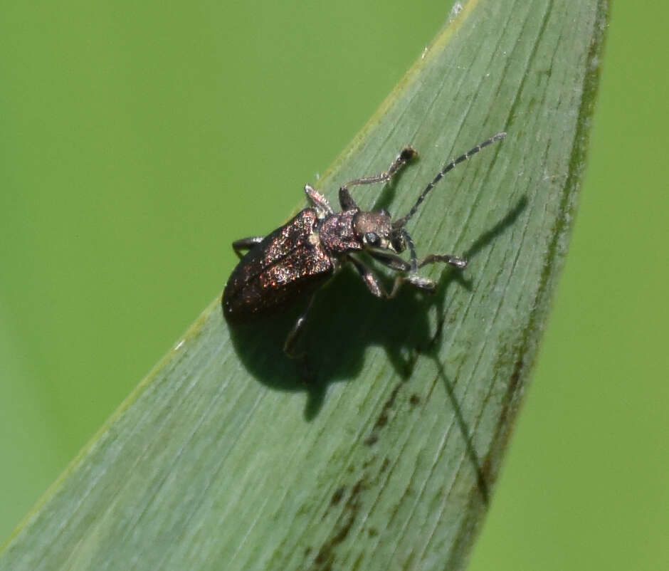 Image of Donacia marginata Hoppe 1795