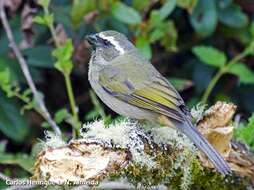 Image of Thick-billed Saltator