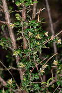 Image of Pultenaea gunnii subsp. tuberculata