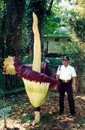 Amorphophallus titanum (Becc.) Becc. resmi