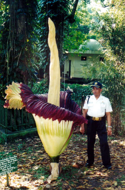 Amorphophallus titanum (Becc.) Becc. resmi