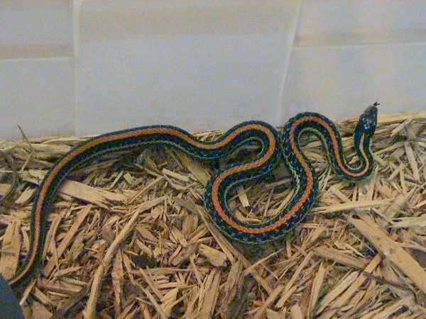 Image of Common Garter Snake