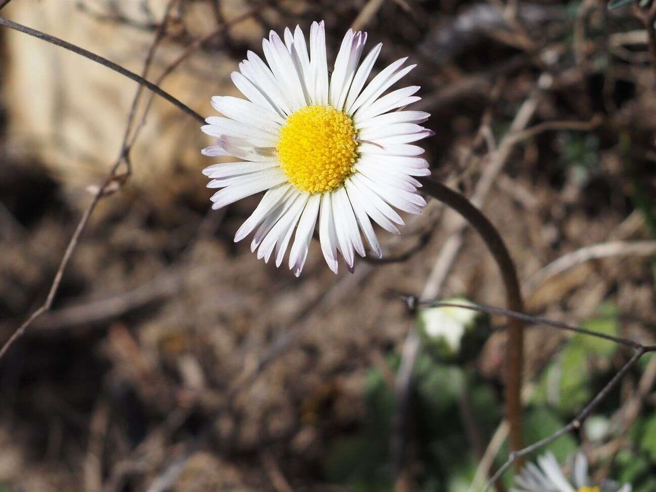 Image of Bellis pappulosa Boiss. & Reut. ex DC.