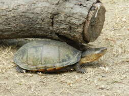 Image of Oaxaca Mud Turtle