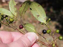 Image of Cleyera theaeoides (Sw.) Choisy