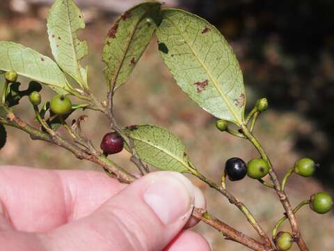 Image of Cleyera theaeoides (Sw.) Choisy