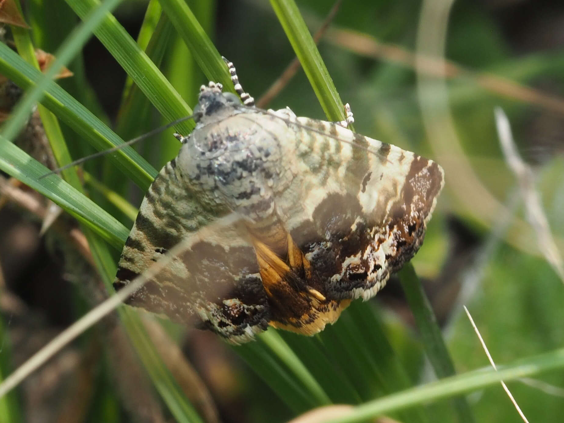 Image of Acontia dispar