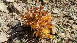 Image of clustered broomrape