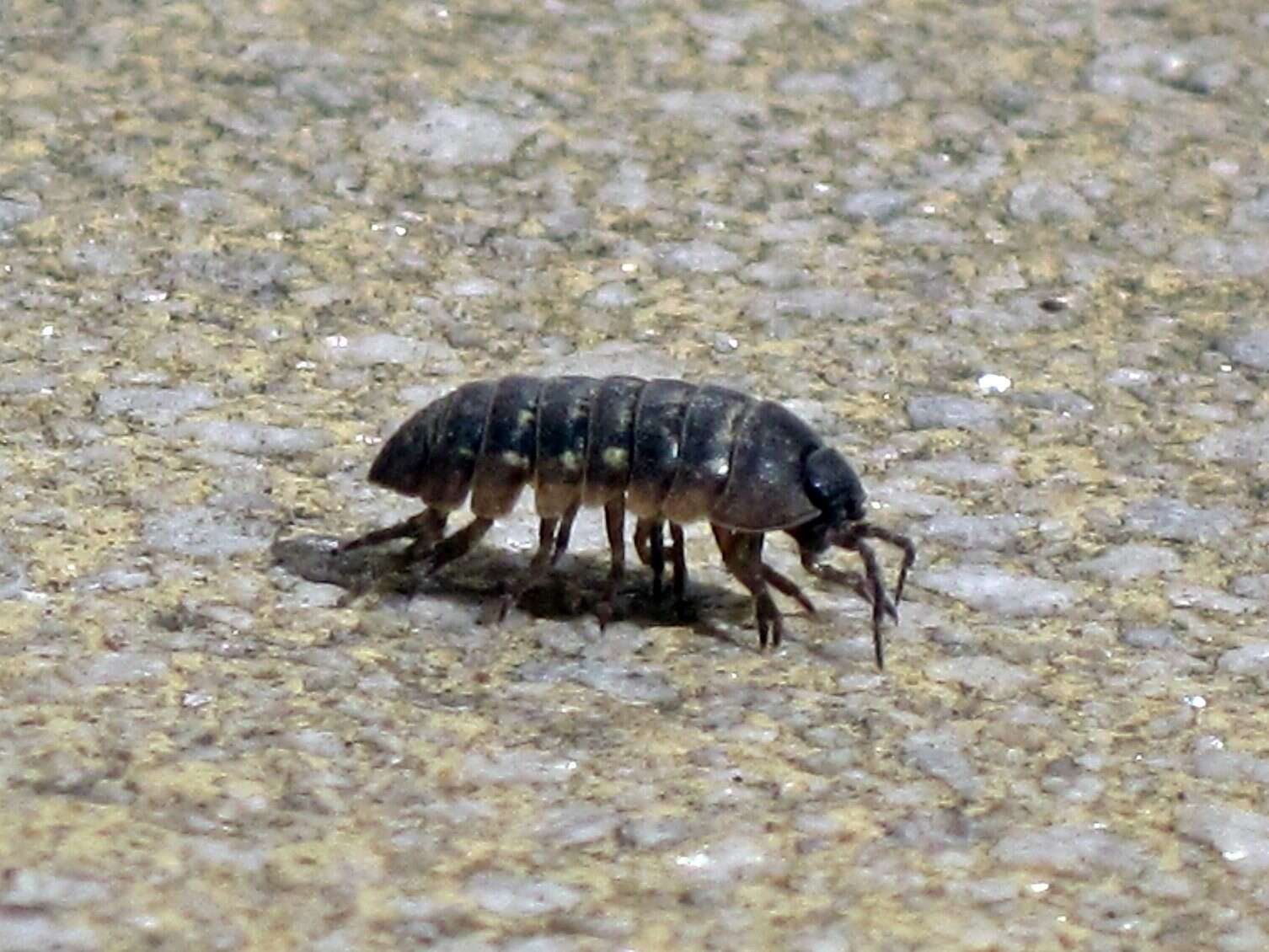 Image of Pill woodlouse