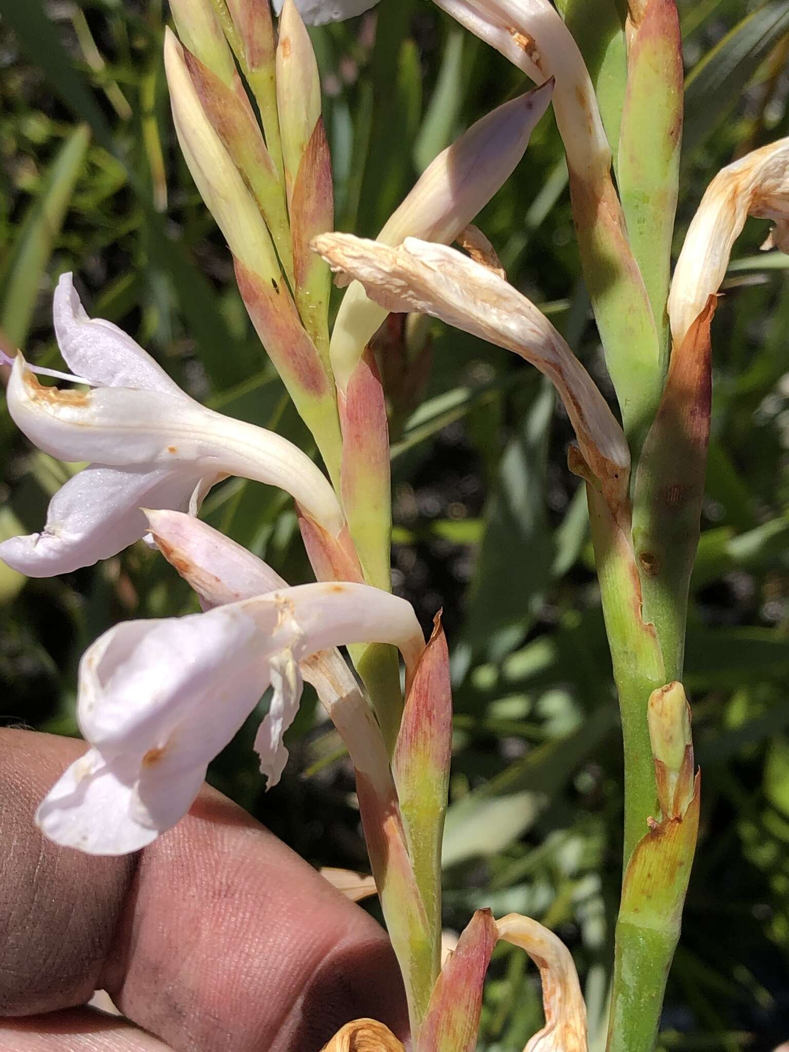 Image of Watsonia knysnana L. Bolus