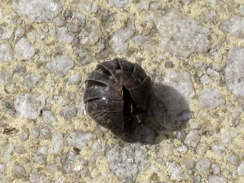 Image of Pill woodlouse