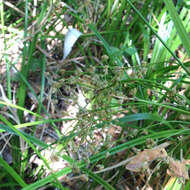 Image of panicled bulrush