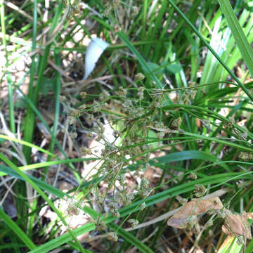 Imagem de Scirpus microcarpus J. Presl & C. Presl