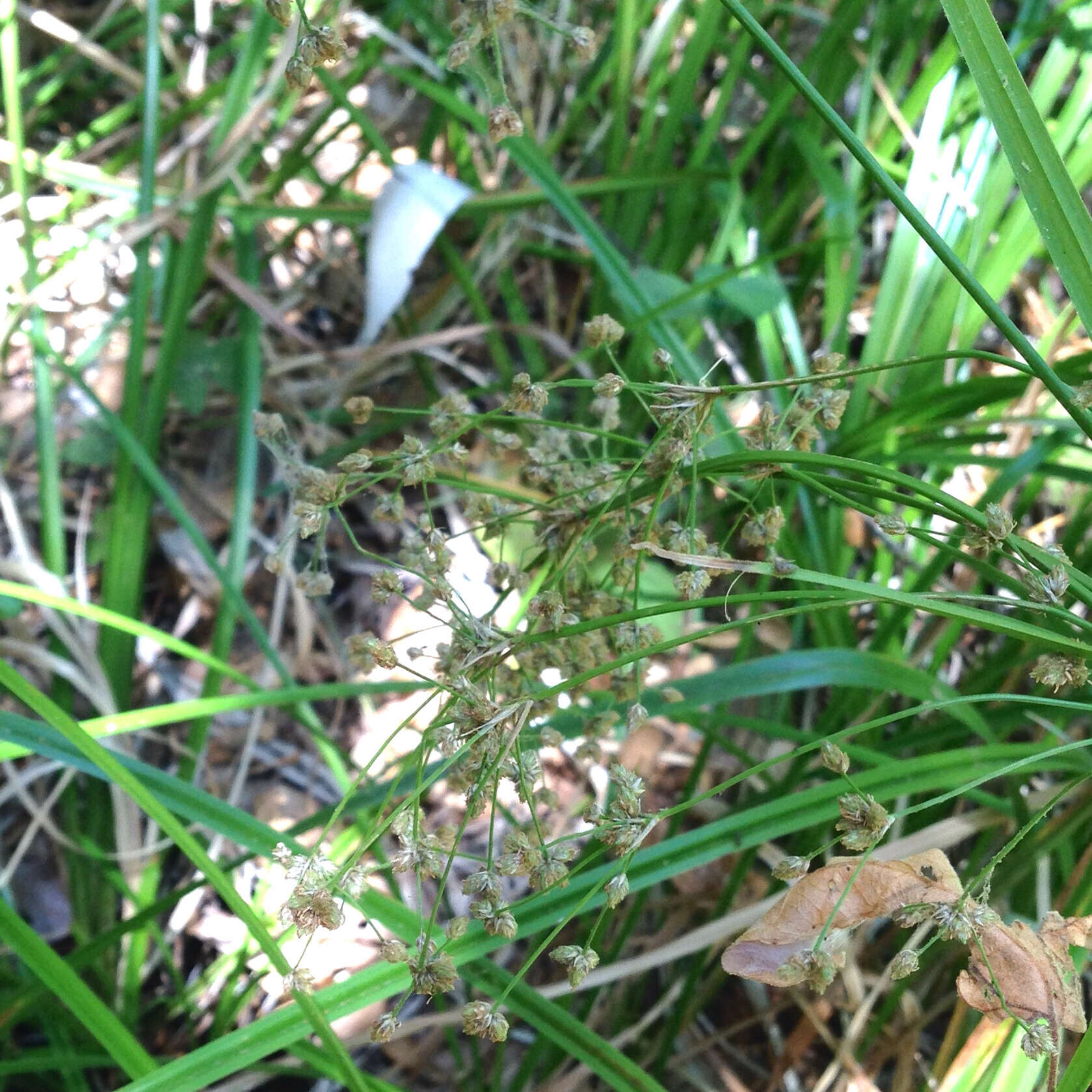 Image of panicled bulrush