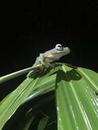 Image of Abah River Flying Frog