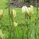 Image of Iris junonia Schott
