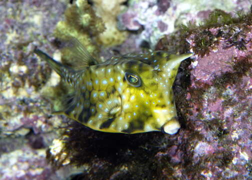 Image of Longhorn cowfish