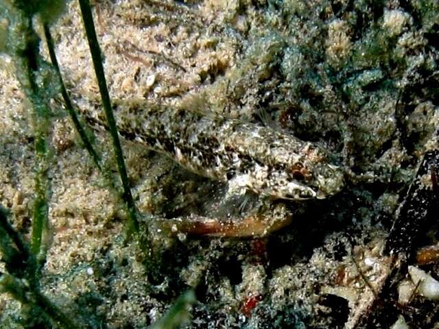 Image of Couch's Goby