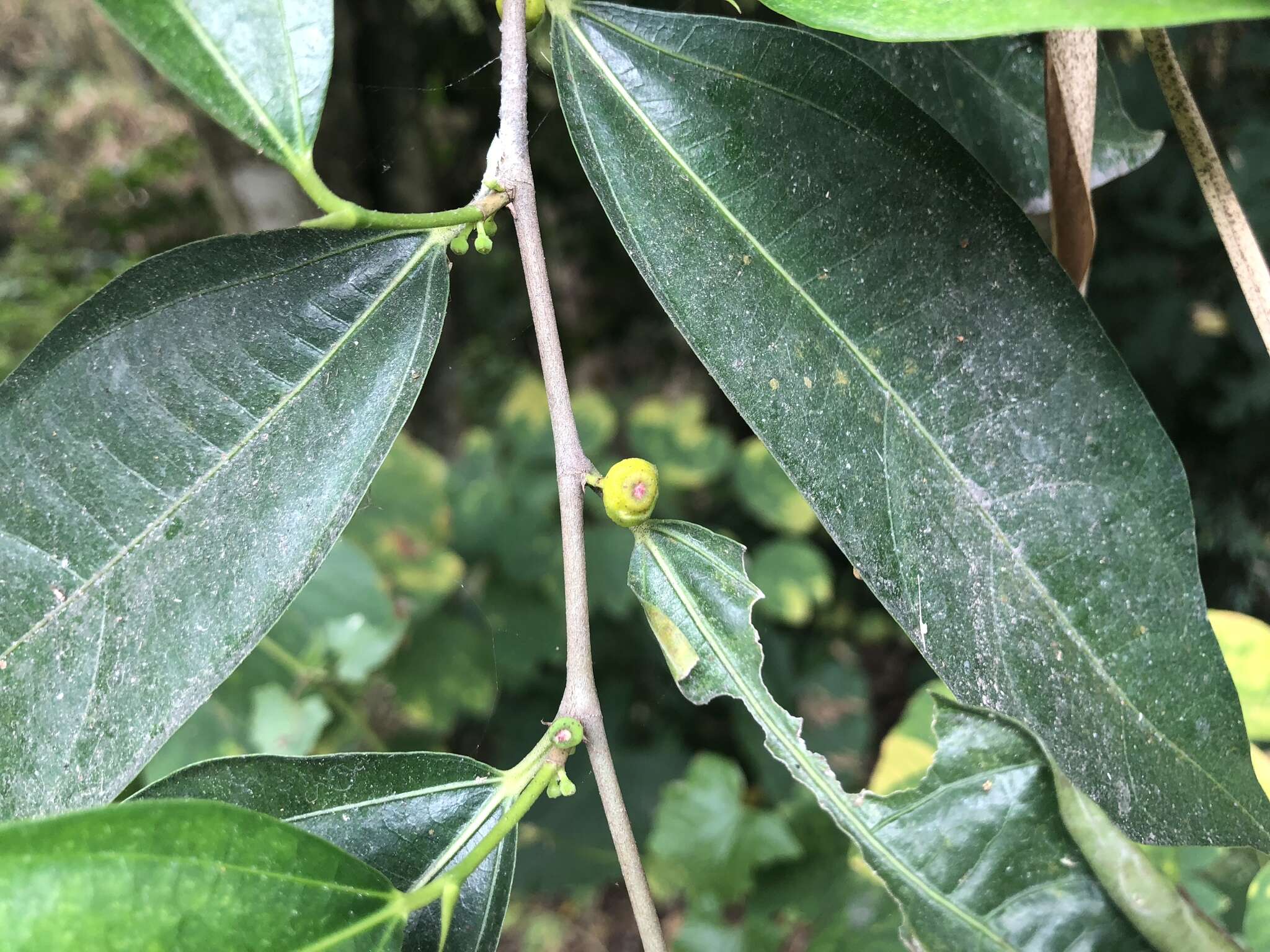 Image of Ficus ampelas Burm. fil.