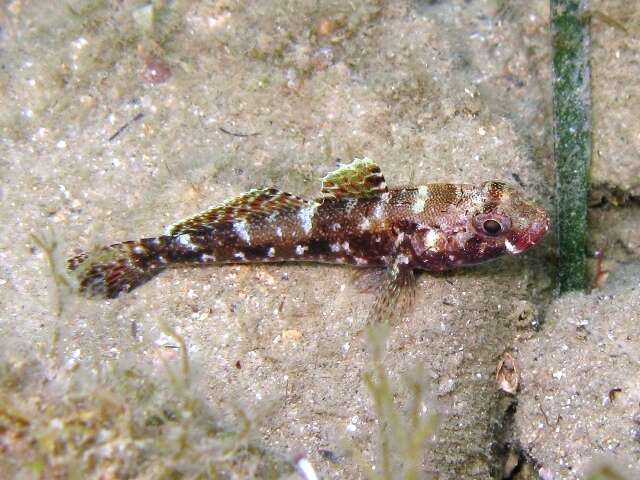 Image of Red-mouthed Goby