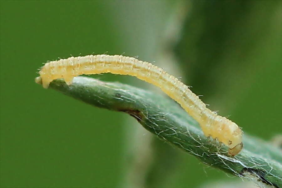 Image of tawny speckled pug