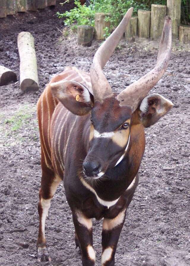 Image of Bongo