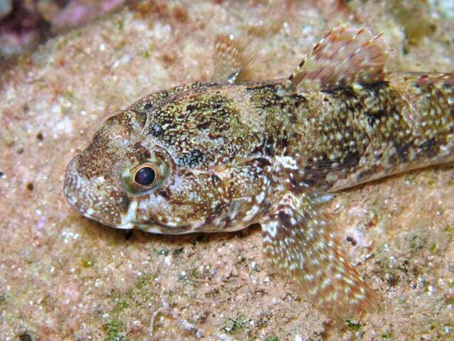 Image of Rock Goby