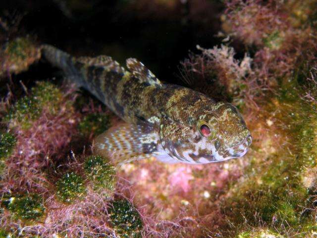 Image of Rock Goby