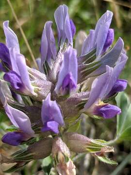 Image of Texas Plains Indian breadroot