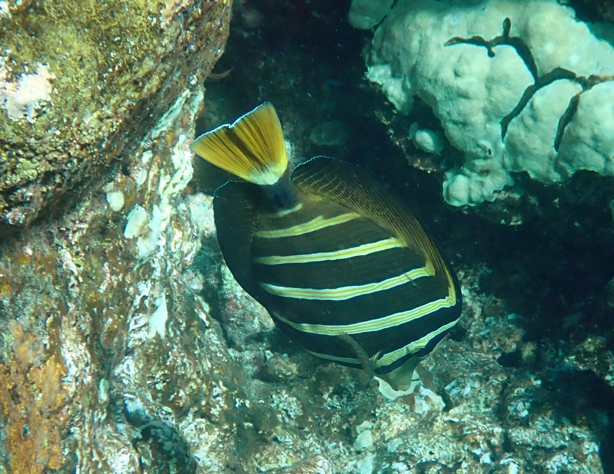 Слика од Zebrasoma veliferum (Bloch 1795)