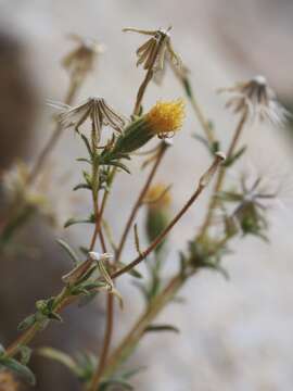 Image of Carlquist's tarweed