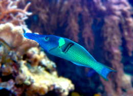 Image of Bird wrasse