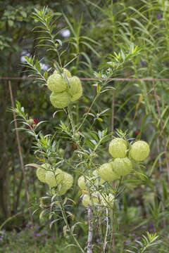 Plancia ëd Gomphocarpus physocarpus E. Meyer