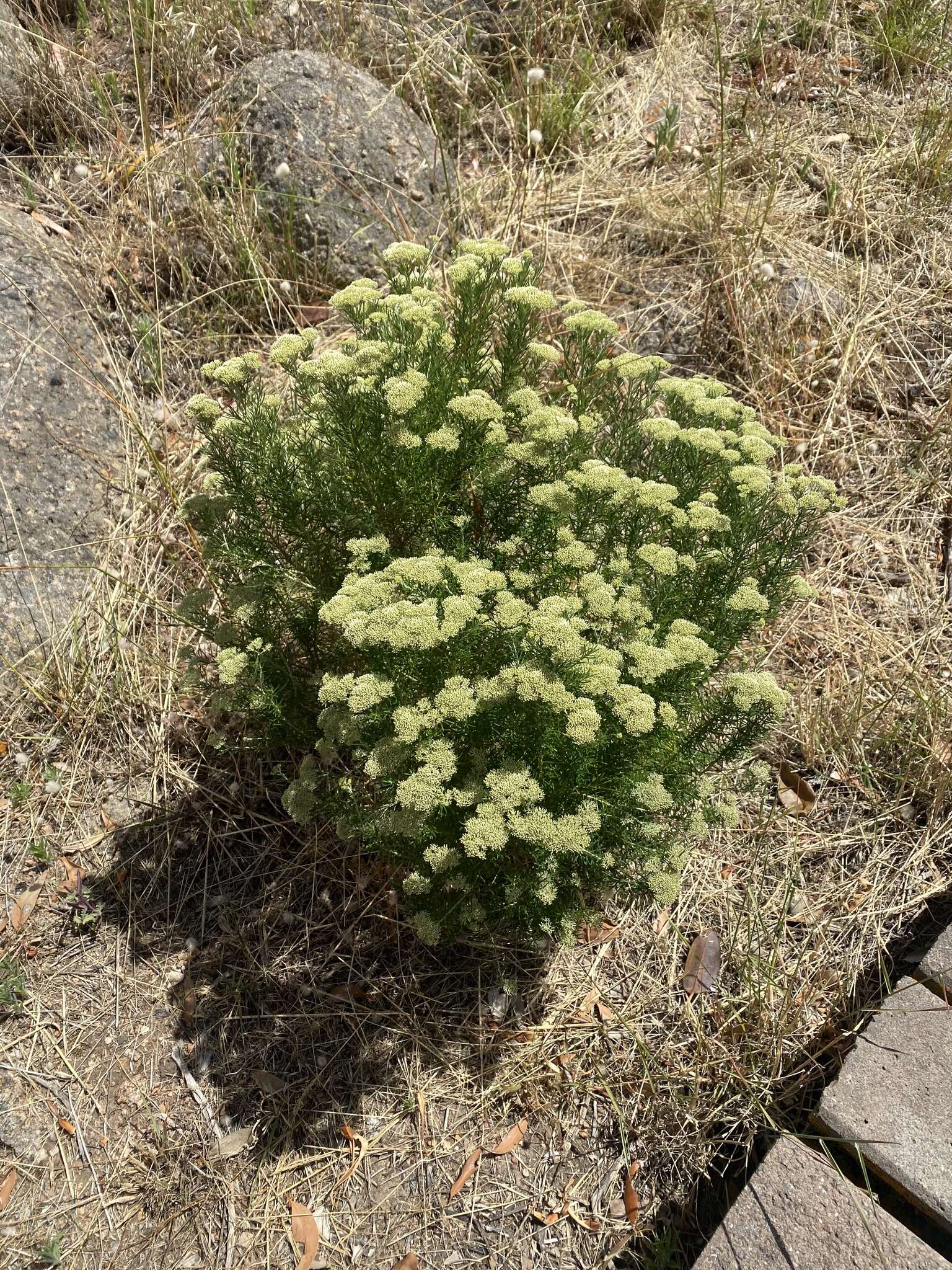 Image of <i>Cassinia complanata</i>