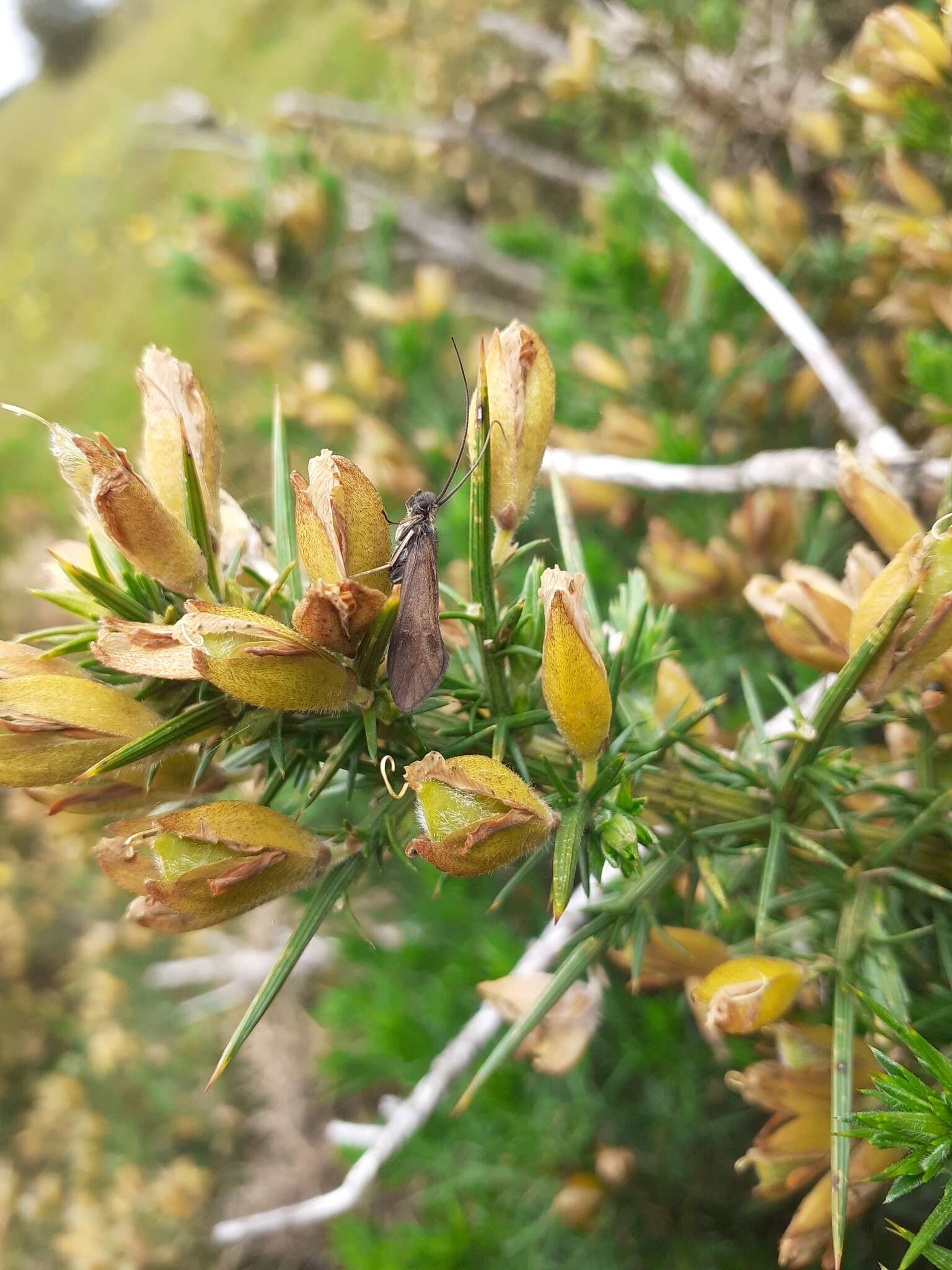 Image of Sericostoma