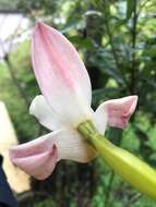 Image of Maxillaria huebschii Rchb. fil.