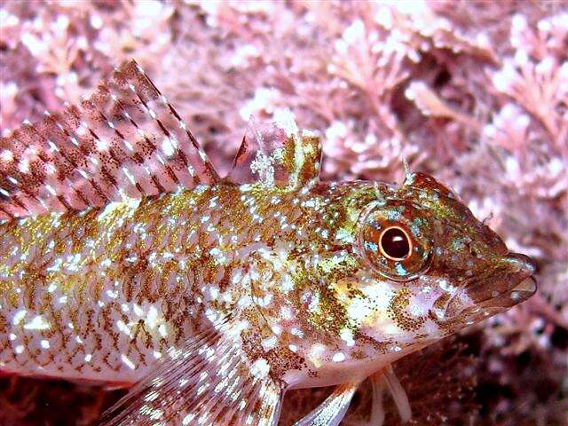 Image of Tripterygion tartessicum Carreras-Carbonell, Pascual & Macpherson 2007