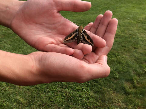 Image of Galium Sphinx