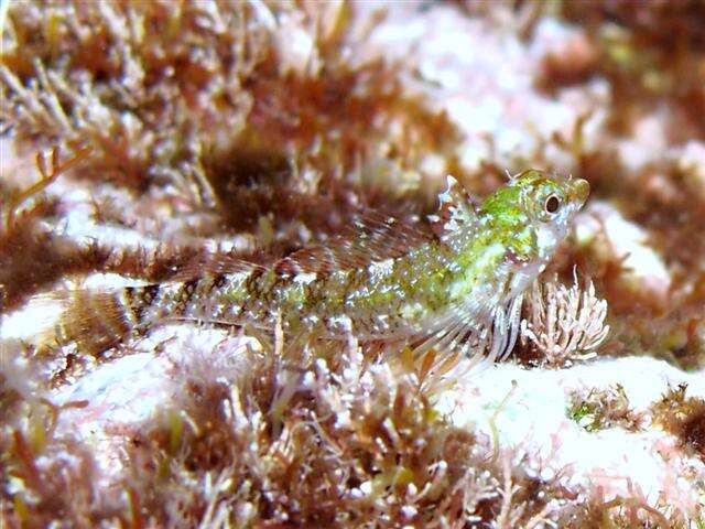 Image of Tripterygion tartessicum Carreras-Carbonell, Pascual & Macpherson 2007