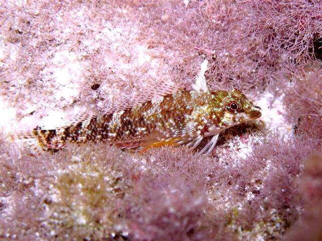 Image of Tripterygion tartessicum Carreras-Carbonell, Pascual & Macpherson 2007