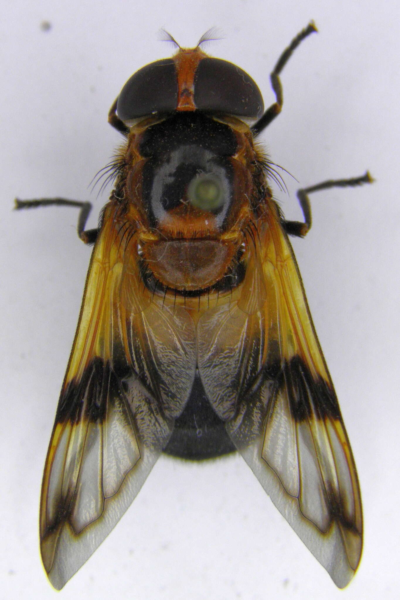 Image of Volucella tabanoides Motschulsky 1859