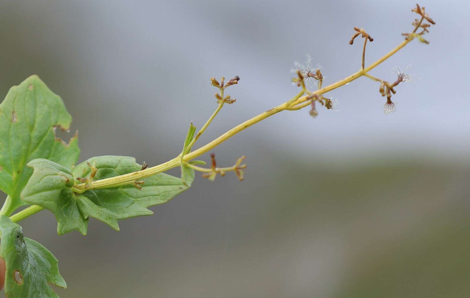 Image de Valeriana elongata Jacq.