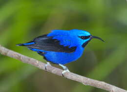 Image of Purple Honeycreeper