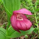 Image of Large-flowered Cypripedium