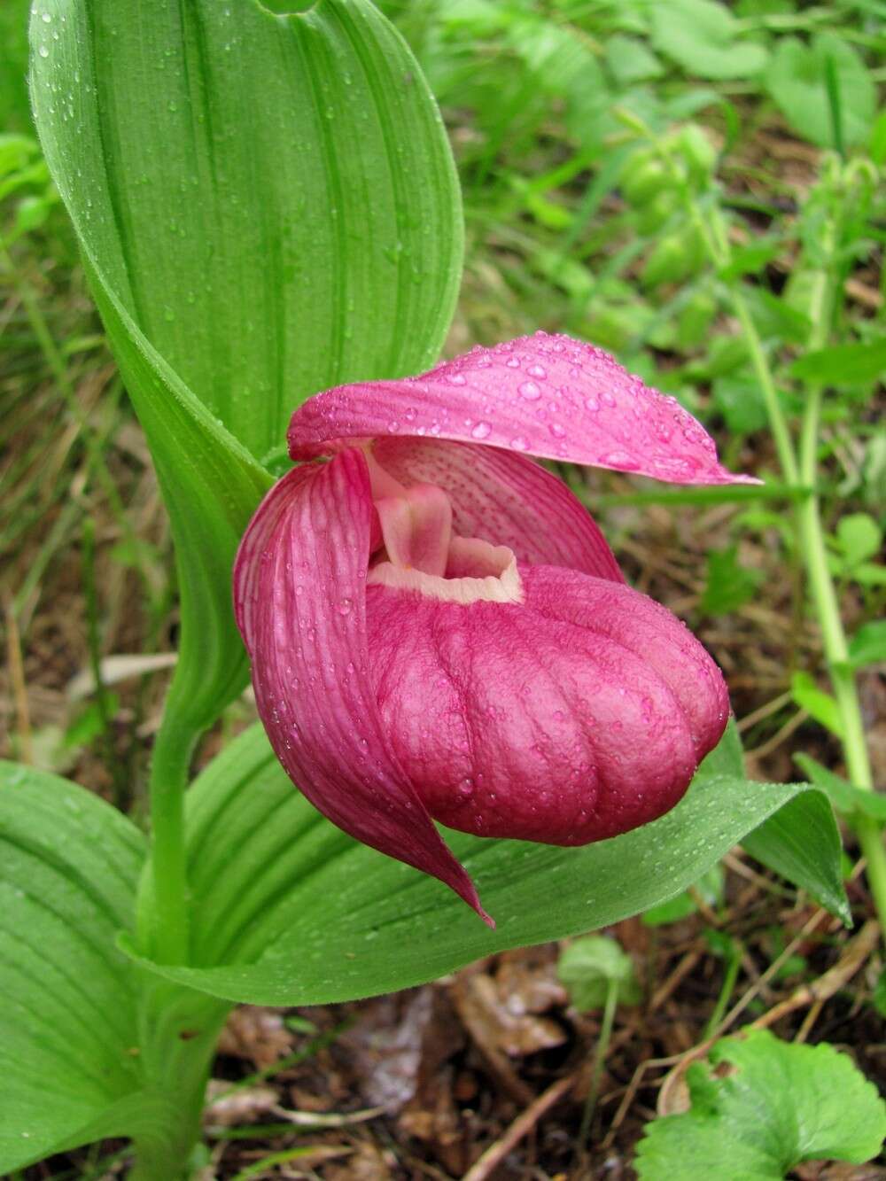 Image of Large-flowered Cypripedium