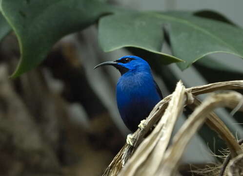 Image of Purple Honeycreeper