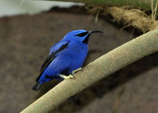 Image of Purple Honeycreeper