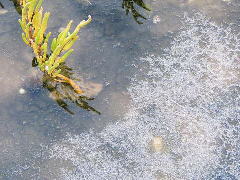 Image of glasswort