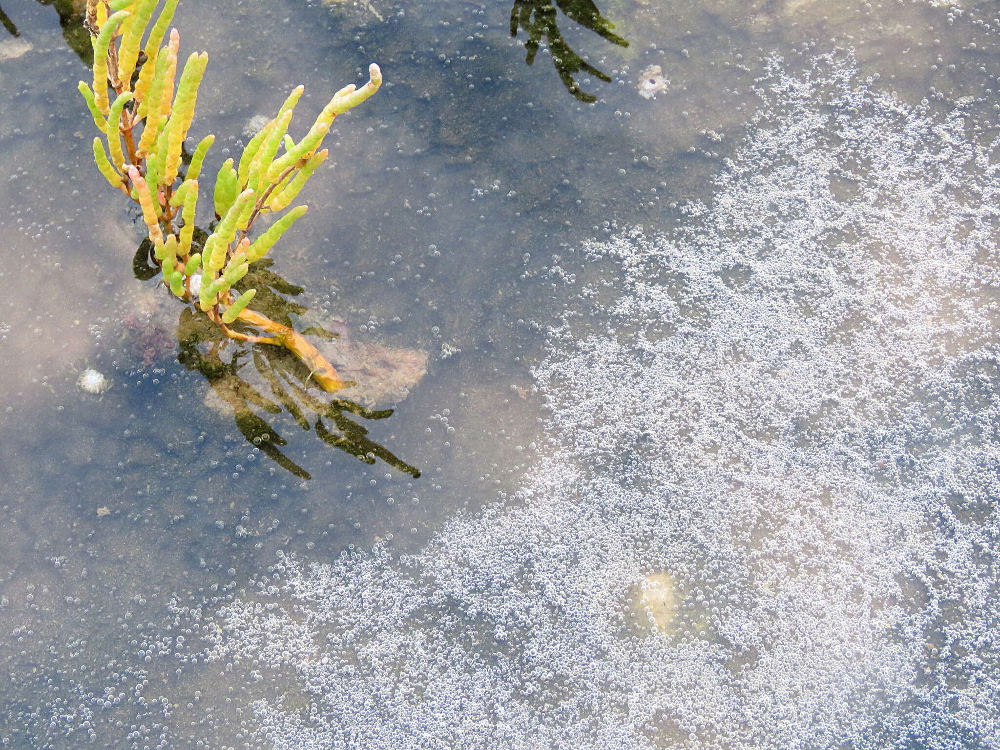 Image of glasswort