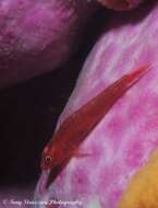 Image of Cling goby